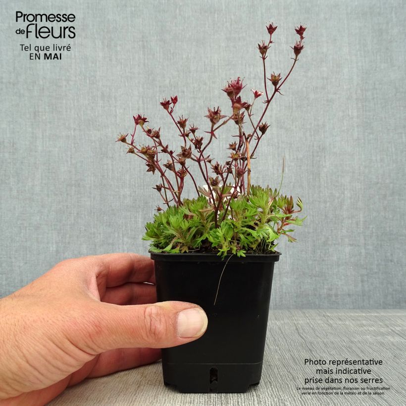 Spécimen de Saxifraga arendsii Ware's Crimson - Saxifrage mousse Godet de 8/9 cm tel que livré au printemps
