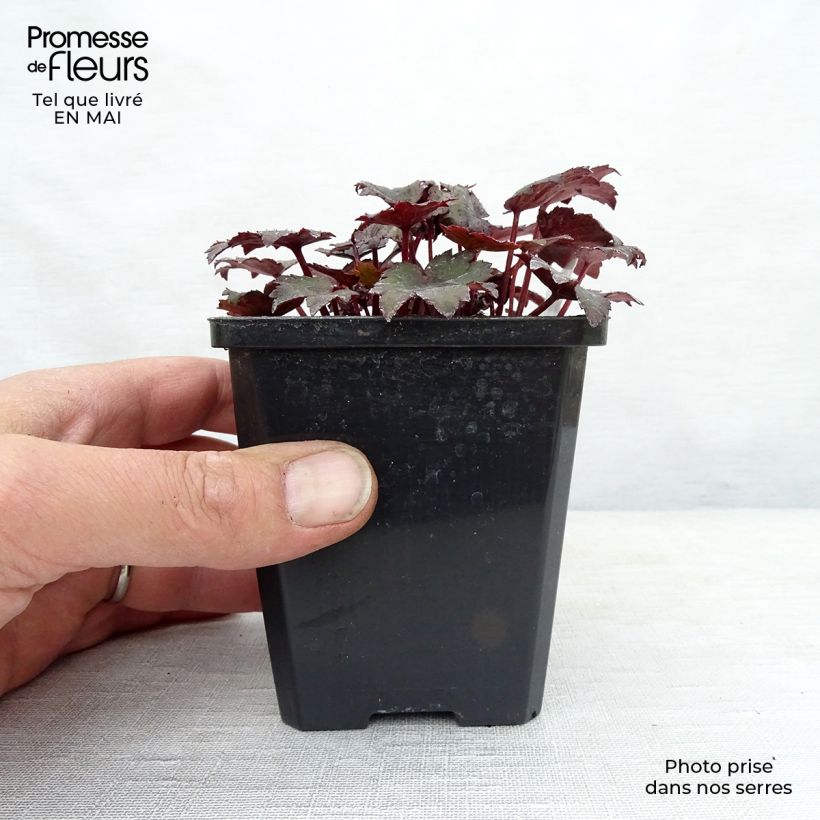 Spécimen de Saxifraga cortusifolia Black Ruby - Saxifrage à feuilles noires tel que livré au printemps