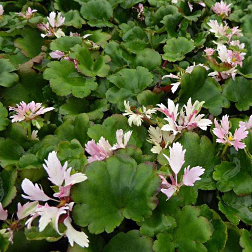 Saxifraga cortusifolia Cheap Confections - Saxifrage. (Floraison)