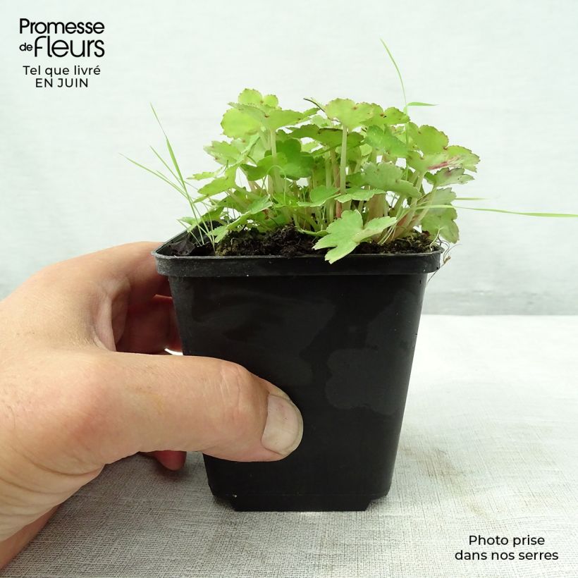 Spécimen de Saxifraga cortusifolia Cheap Confections - Saxifrage. Godet de 8/9 cm tel que livré en été