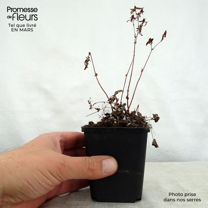 Spécimen de Saxifraga cortusifolia Cheap Confections - Saxifrage. tel que livré au printemps