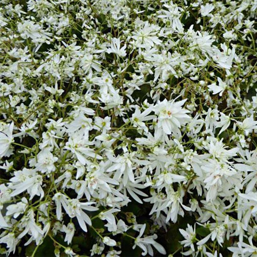Saxifraga cortusifolia Shiranami - Saxifrage (Floraison)