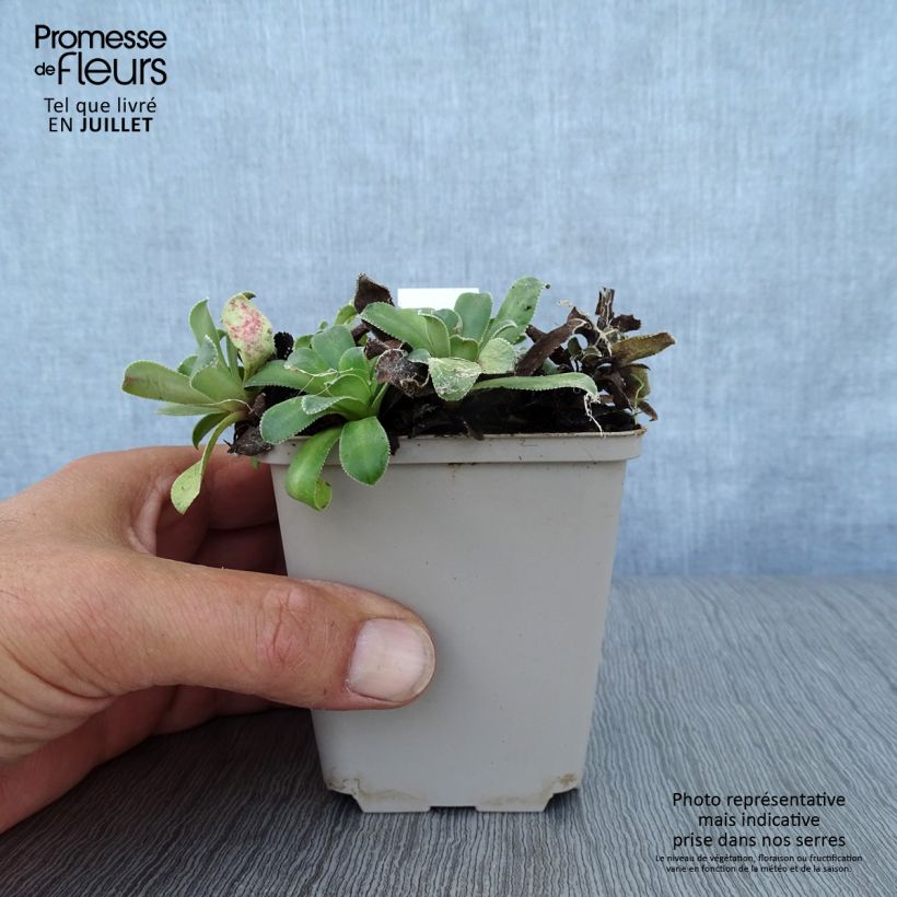 Spécimen de Saxifraga cotyledon Southside Seedling - Saxifrage des montagnes Godet de 8/9 cm tel que livré en été