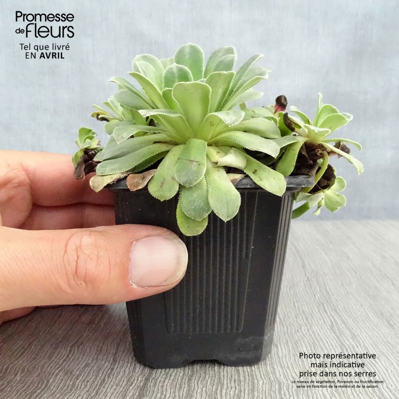 Spécimen de Saxifraga cotyledon Southside Seedling - Saxifrage des montagnes Godet de 9cm tel que livré au printemps