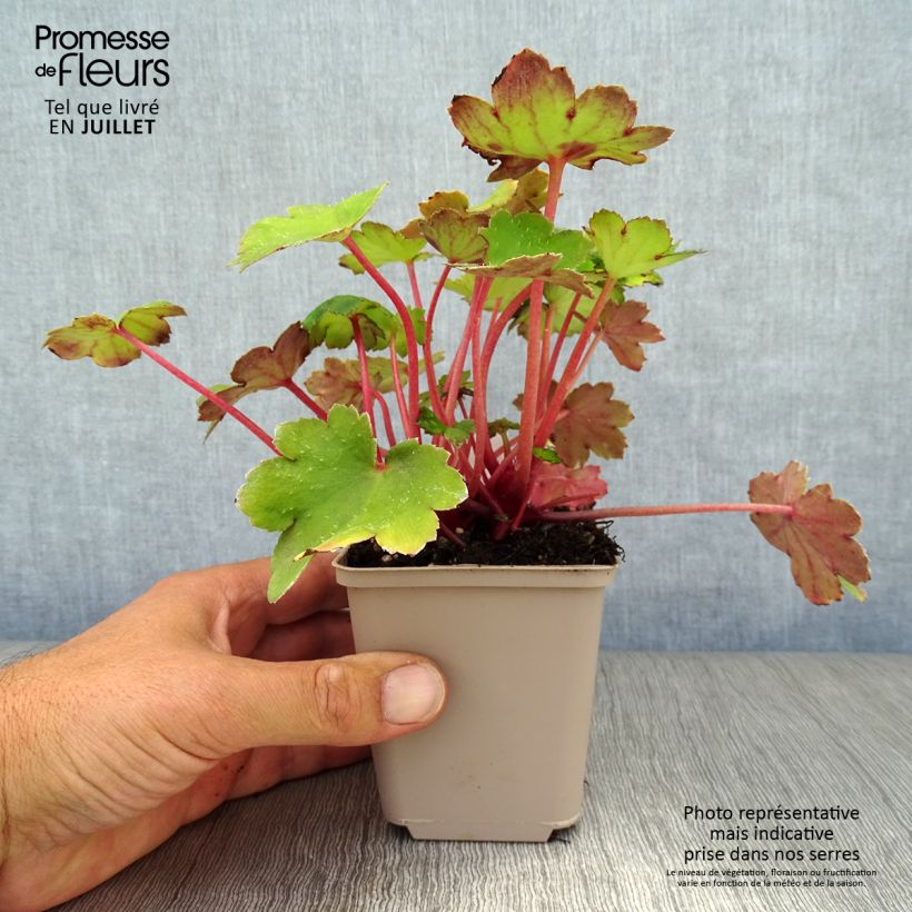 Spécimen de Saxifraga fortunei Beni Tsukasa - Saxifrage Godet de 8/9 cm tel que livré en été