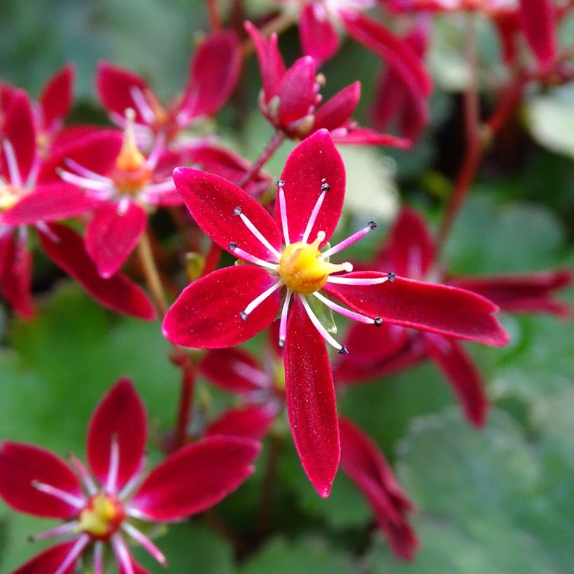 Saxifraga fortunei Beni Tsukasa - Saxifrage (Floraison)