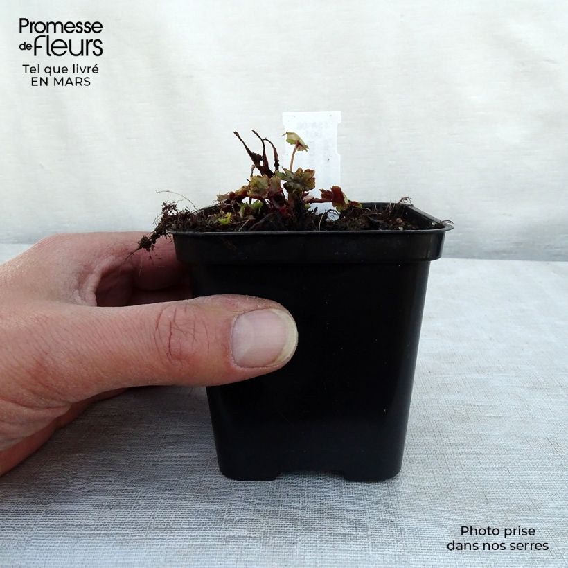 Spécimen de Saxifraga fortunei Gokka - Saxifrage Godet de 8/9 cm tel que livré au printemps
