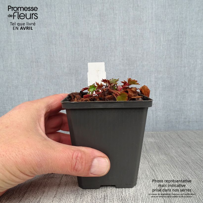 Spécimen de Saxifraga fortunei Rubrifolia - Saxifrage à feuilles noires Godet de 8/9 cm tel que livré au printemps