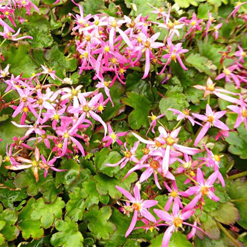 Saxifraga fortunei Sugar Plum Fairy - Saxifrage (Feuillage)