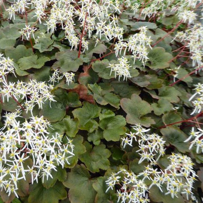 Saxifraga fortunei Wada - Saxifrage (Feuillage)