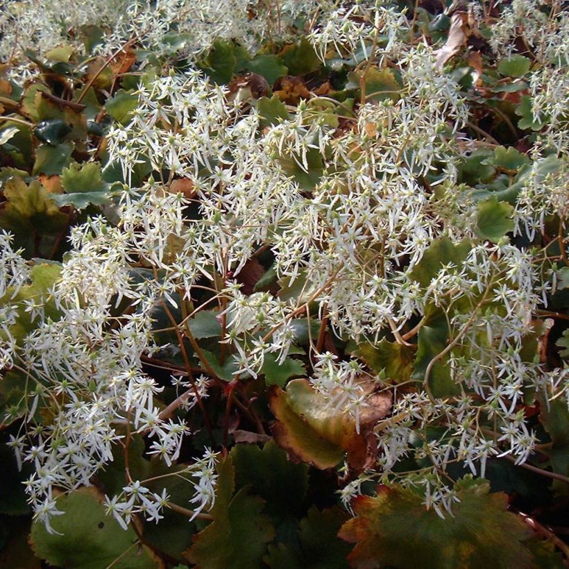 Saxifraga fortunei Wada - Saxifrage (Floraison)