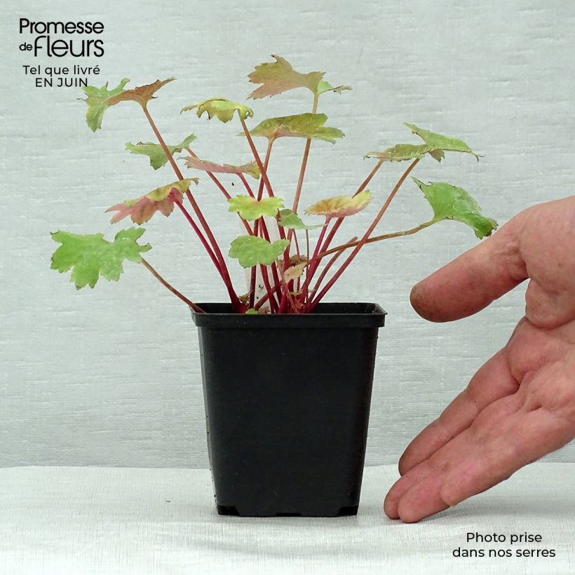 Spécimen de Saxifraga fortunei Wada - Saxifrage Godet de 8/9 cm tel que livré en été