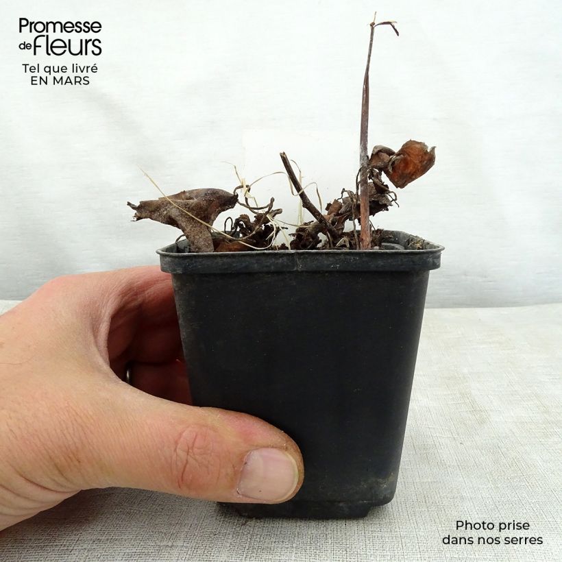 Spécimen de Saxifraga fortunei Wada - Saxifrage Godet de 8/9 cm tel que livré au printemps