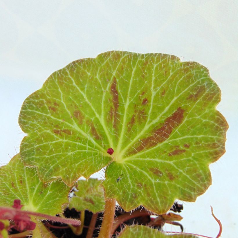 Saxifraga stolonifera Cuscutiformis - Saxifrage à stolons (Feuillage)