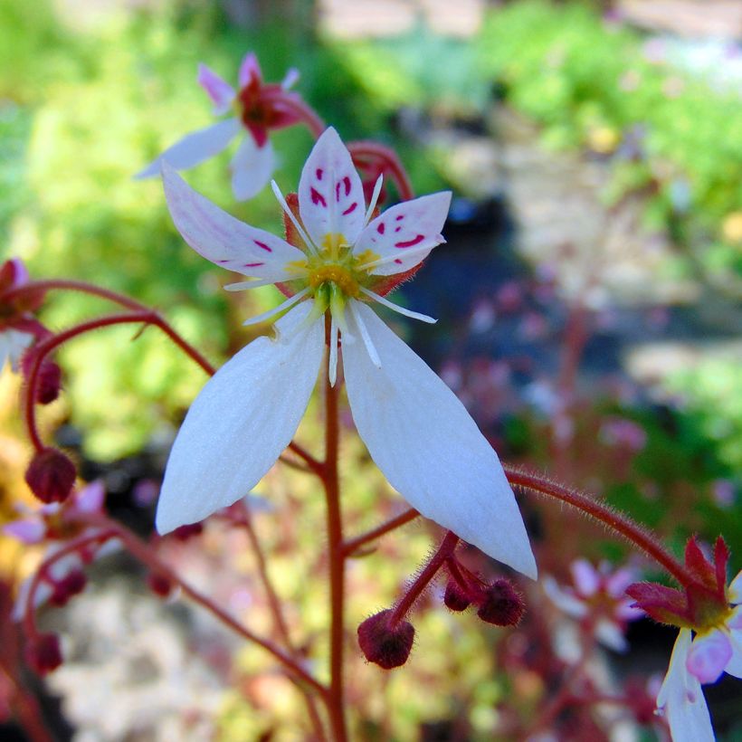 Saxifraga stolonifera Cuscutiformis - Saxifrage à stolons (Floraison)