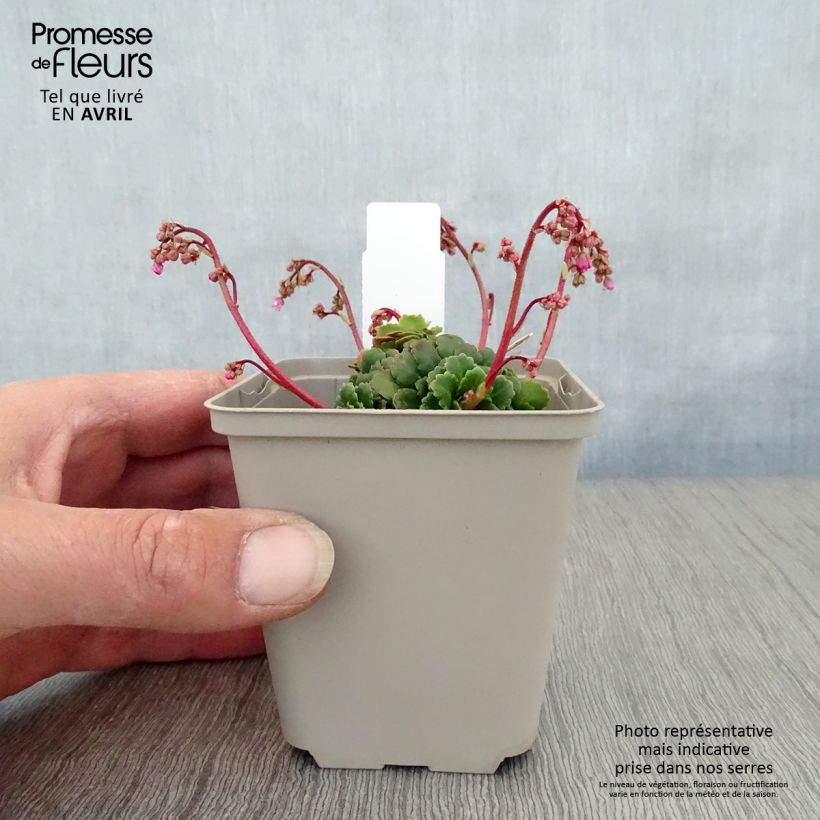 Spécimen de Saxifraga umbrosa Clarence Elliott - Désespoir du peintre. Godet de 9cm tel que livré au printemps