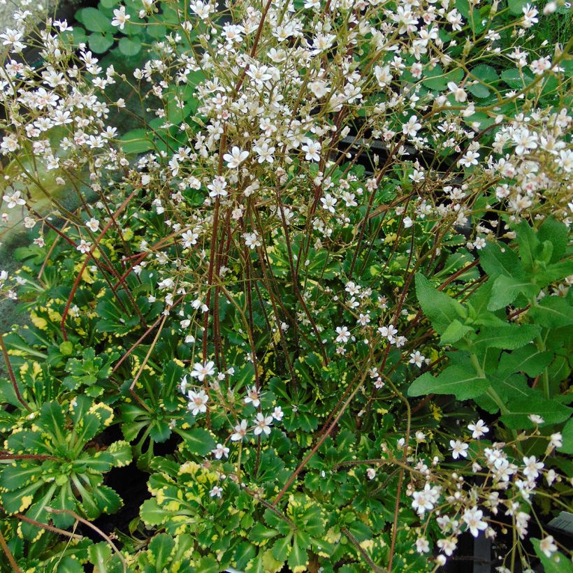 Saxifraga umbrosa Variegata  (Port)