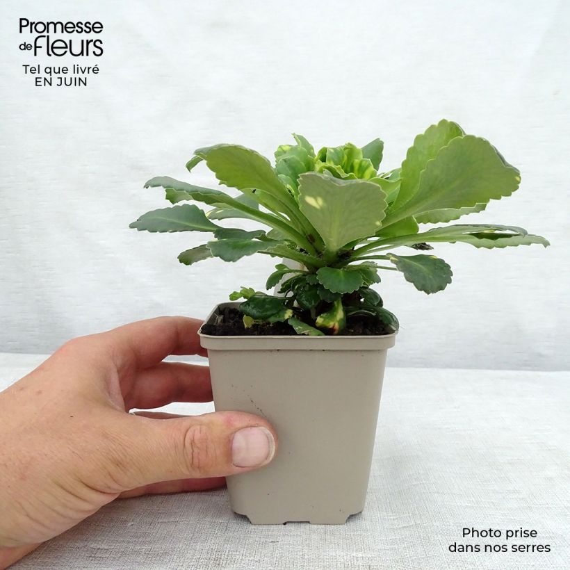 Spécimen de Saxifraga umbrosa Variegata  Godet de 8/9 cm tel que livré en été