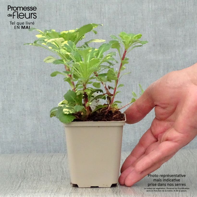 Spécimen de Saxifraga umbrosa Variegata  Godet de 9cm tel que livré au printemps