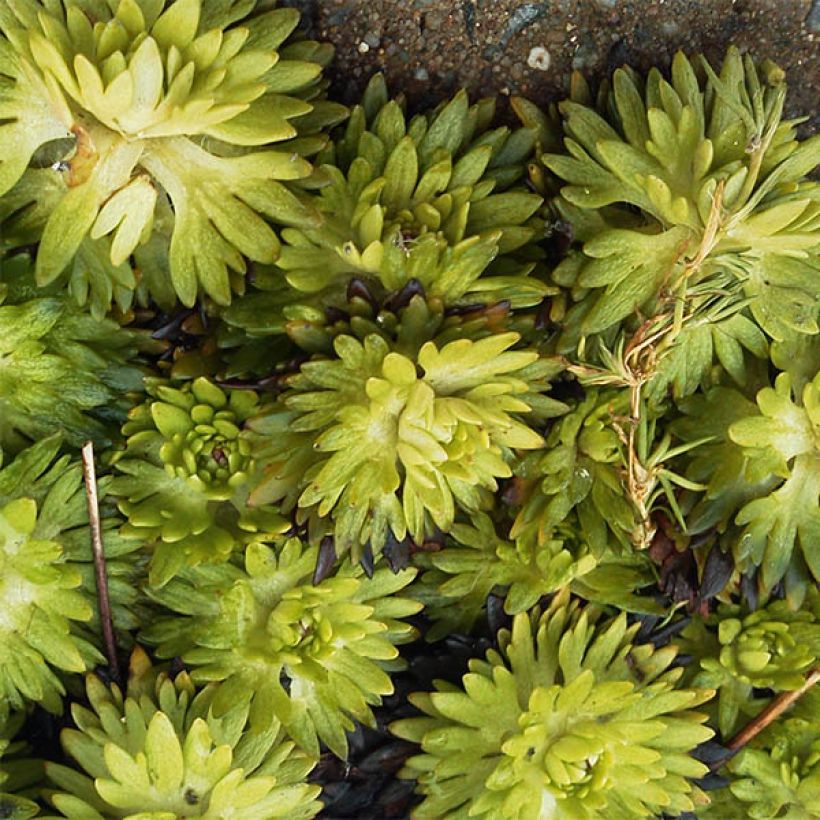 Saxifraga x arendsii Pixie - Saxifrage mousse (Feuillage)