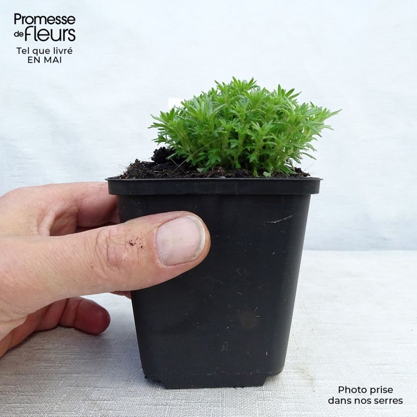 Spécimen de Saxifraga x arendsii Pixie - Saxifrage mousse Godet de 9cm tel que livré au printemps