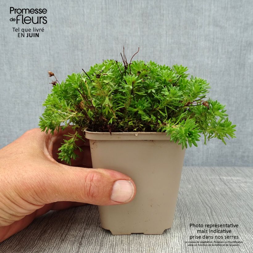 Spécimen de Saxifraga x arendsii Pixie - Saxifrage mousse Godet de 8/9 cm tel que livré en été