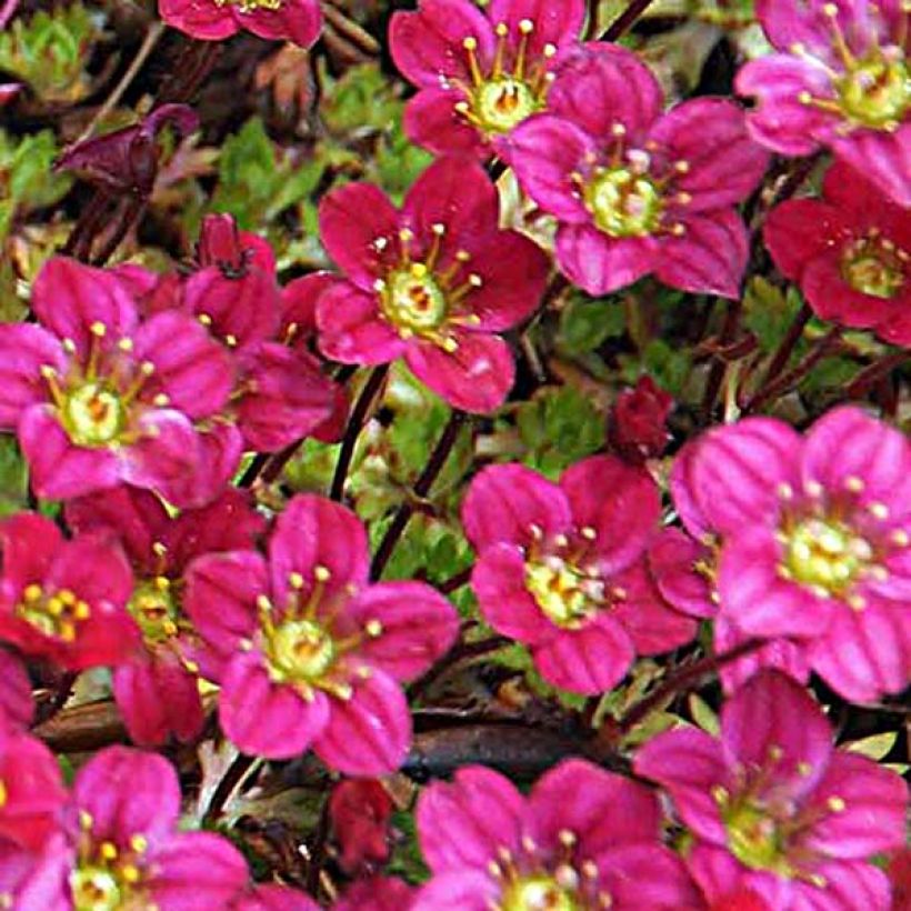 Saxifraga arendsii Peter Pan - Saxifrage mousse (Floraison)