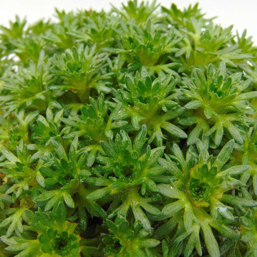 Saxifrage arendsii Pixie White - Gazon Turc (Feuillage)