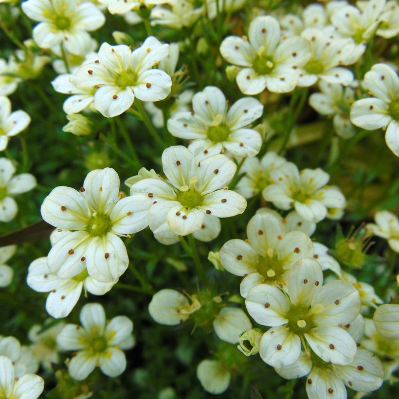 Saxifrage arendsii Pixie White - Gazon Turc (Floraison)