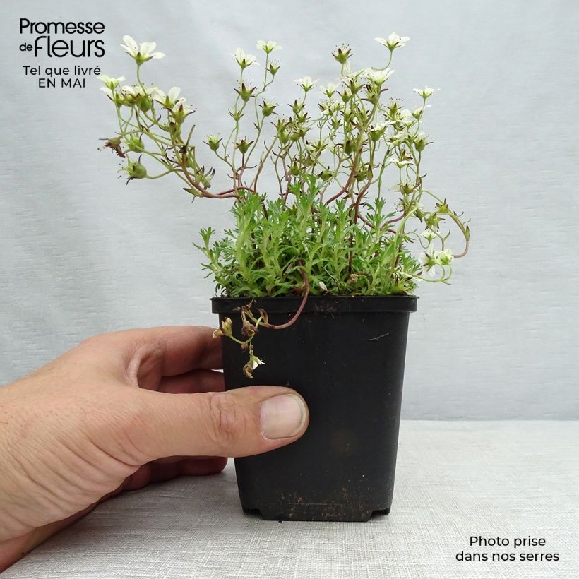 Spécimen de Saxifrage arendsii Pixie White - Gazon Turc Godet de 9cm tel que livré au printemps