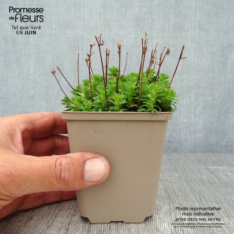 Spécimen de Saxifrage arendsii Pixie White - Gazon Turc Godet de 8/9 cm tel que livré en été