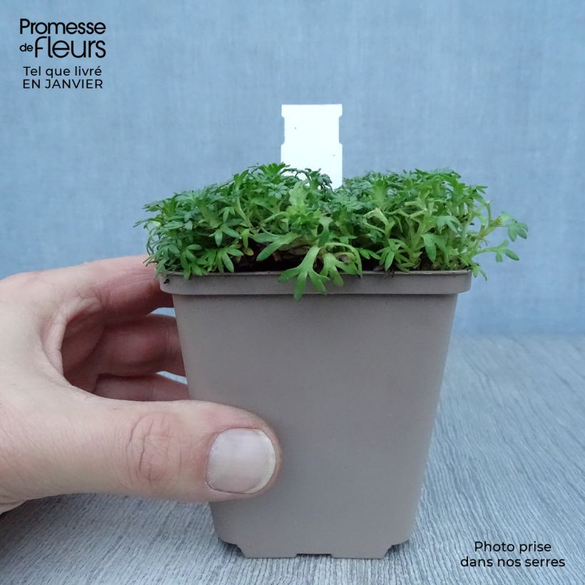 Spécimen de Saxifrage arendsii Pixie White - Gazon Turc tel que livré en hiver