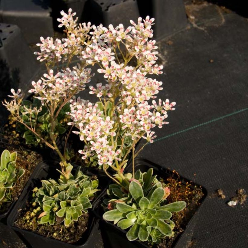 Saxifraga cotyledon Southside Seedling - Saxifrage des montagnes (Port)