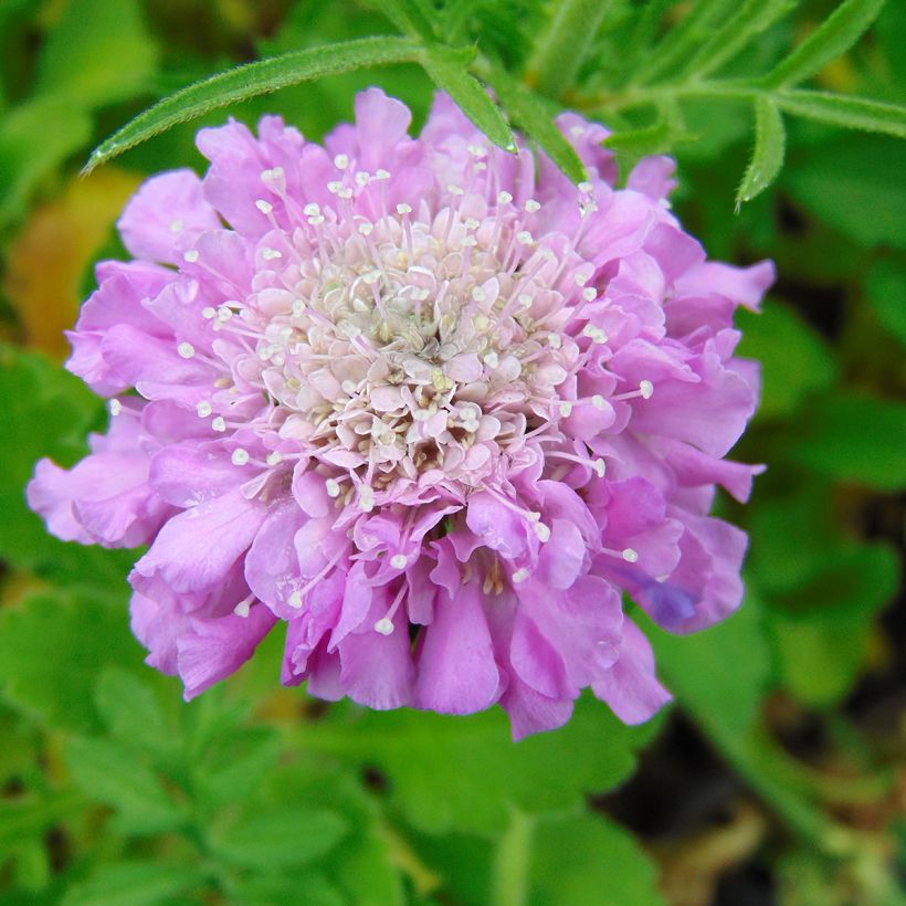 Scabieuse columbaria Pink Mist (Floraison)