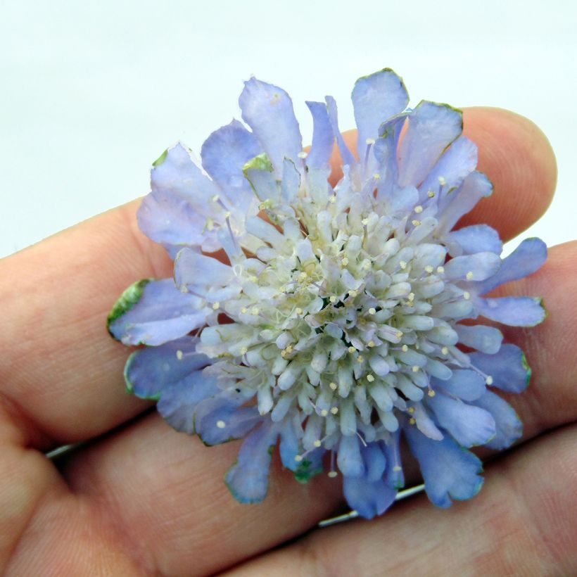 Scabieuse Butterfly Blue - Scabiosa (Floraison)