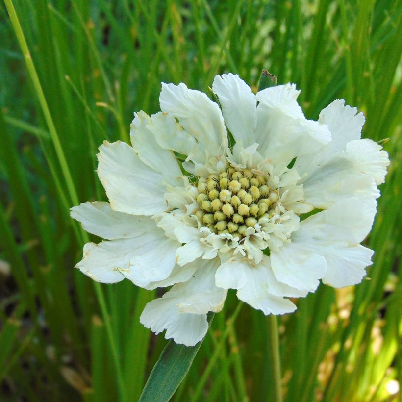 Scabieuse du Caucase - Scabiosa caucasica Alba (Floraison)