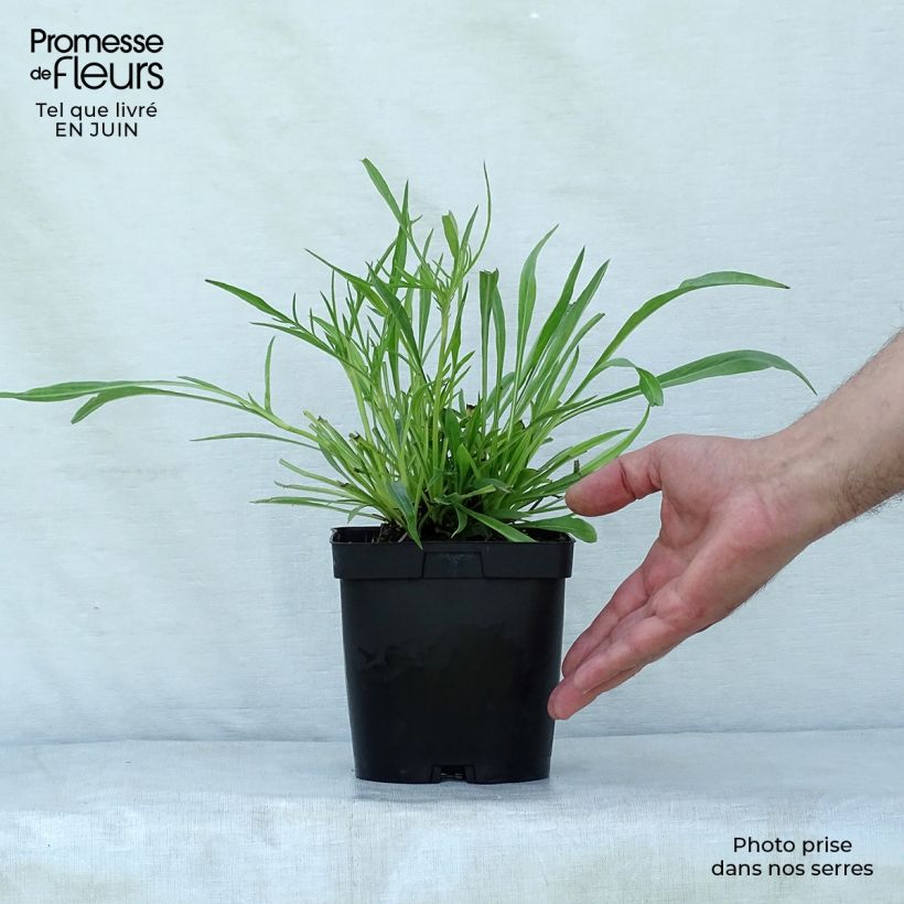 Spécimen de Scabieuse du Caucase - Scabiosa caucasica Alba Pot de 2L/3L tel que livré en été