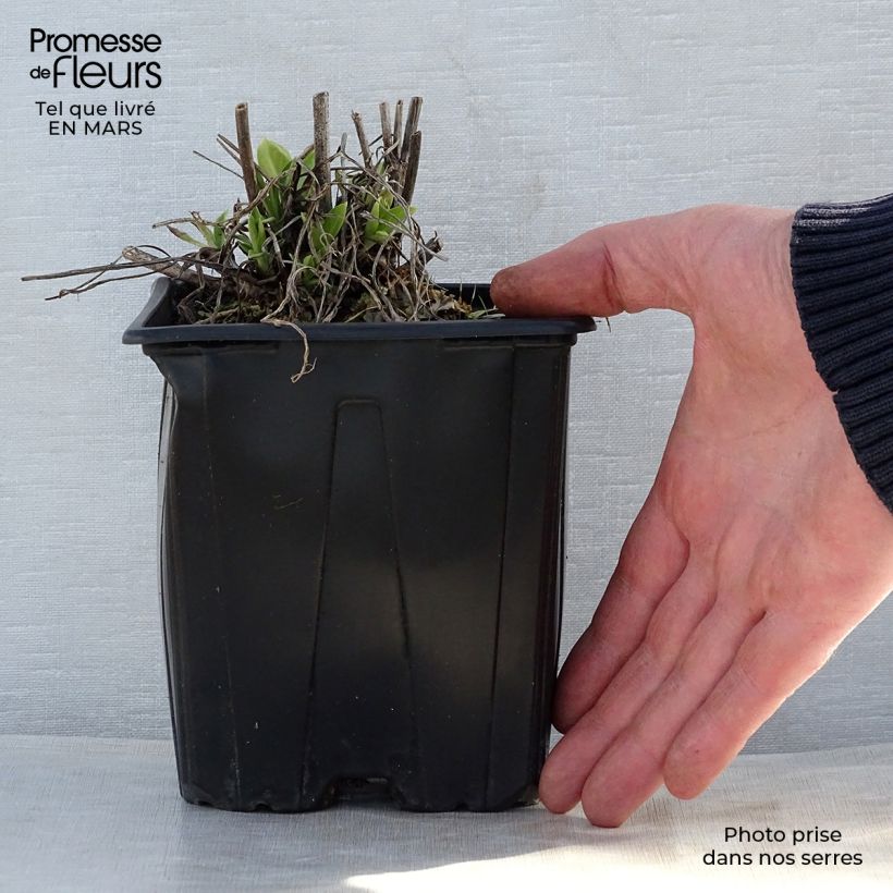 Spécimen de Scabieuse du Caucase - Scabiosa caucasica Alba en pot de 2/3 litres tel que livré au printemps