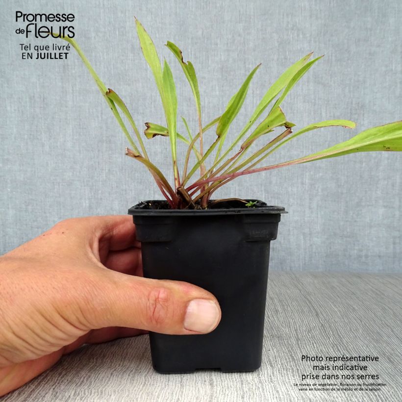 Spécimen de Scabieuse du Caucase - Scabiosa caucasica Perfecta Godet de 7/8 cm tel que livré en été