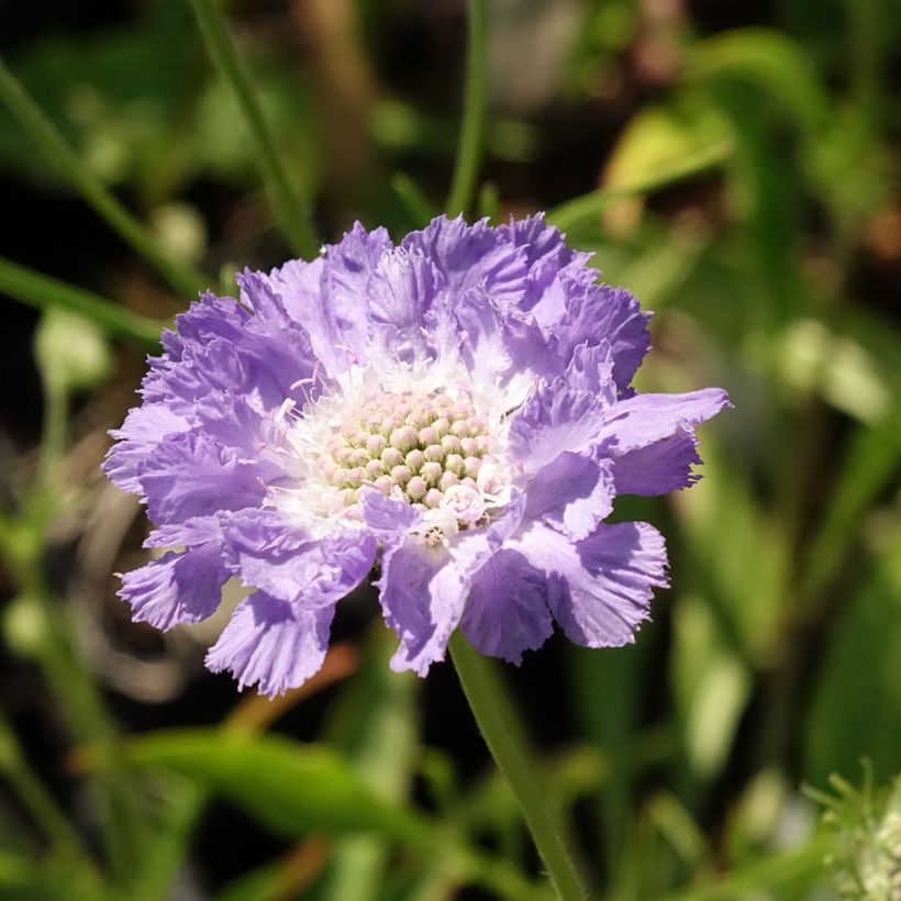 Scabieuse du Caucase - Scabiosa caucasica Perfecta (Floraison)