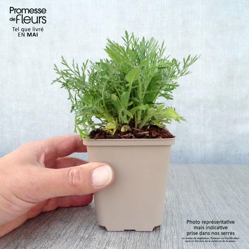Spécimen de Scabieuse jaune - Scabiosa ochroleuca Godet de 9cm tel que livré au printemps