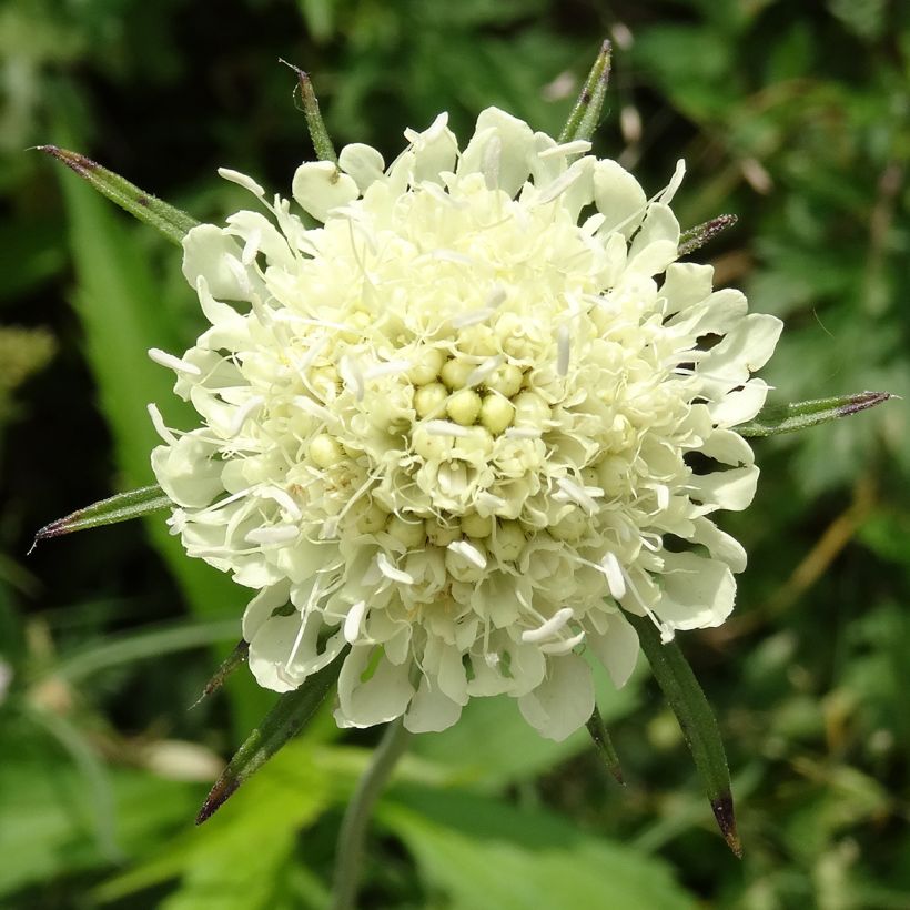 Scabieuse jaune - Scabiosa ochroleuca (Floraison)