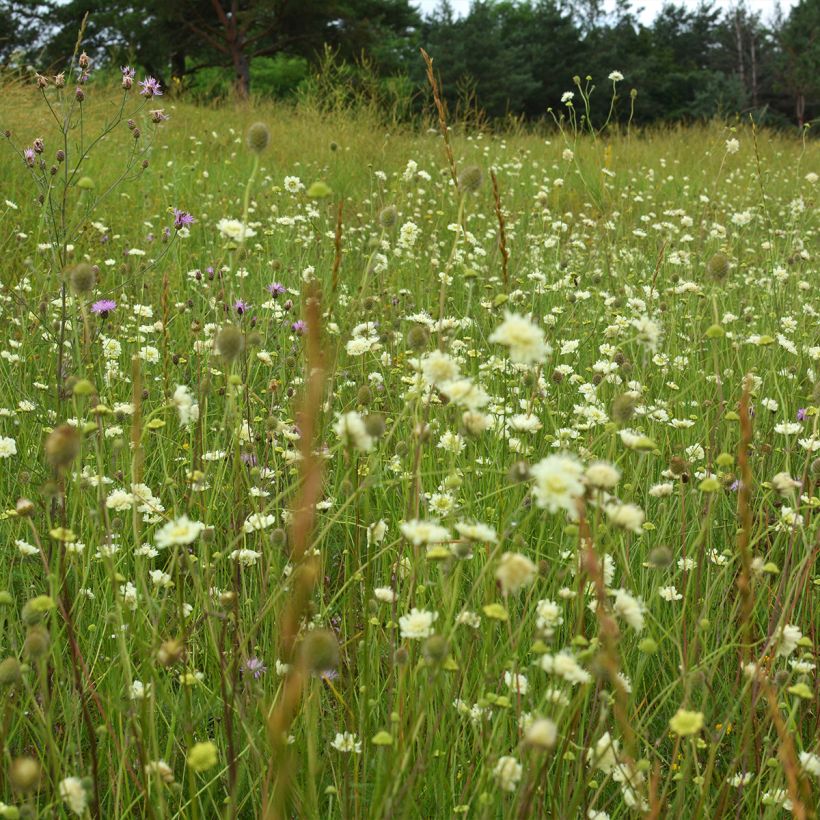 Scabieuse jaune - Scabiosa ochroleuca (Port)