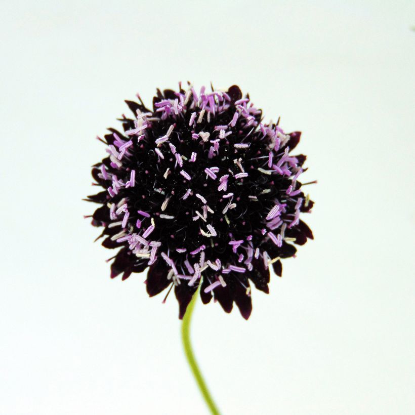 Scabieuse noire - Scabiosa Chile Black (Floraison)