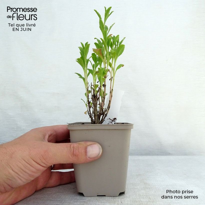 Spécimen de Scabieuse noire - Scabiosa Chile Black Godet de 7/8 cm tel que livré en été