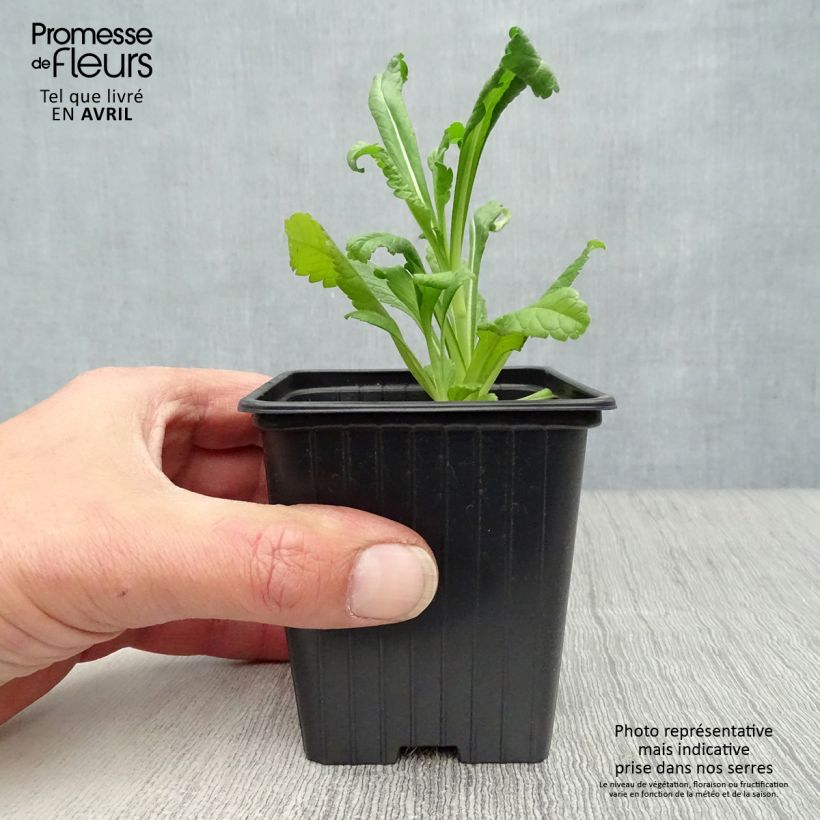 Spécimen de Scabieuse noire - Scabiosa Chile Black Godet de 8 cm tel que livré au printemps