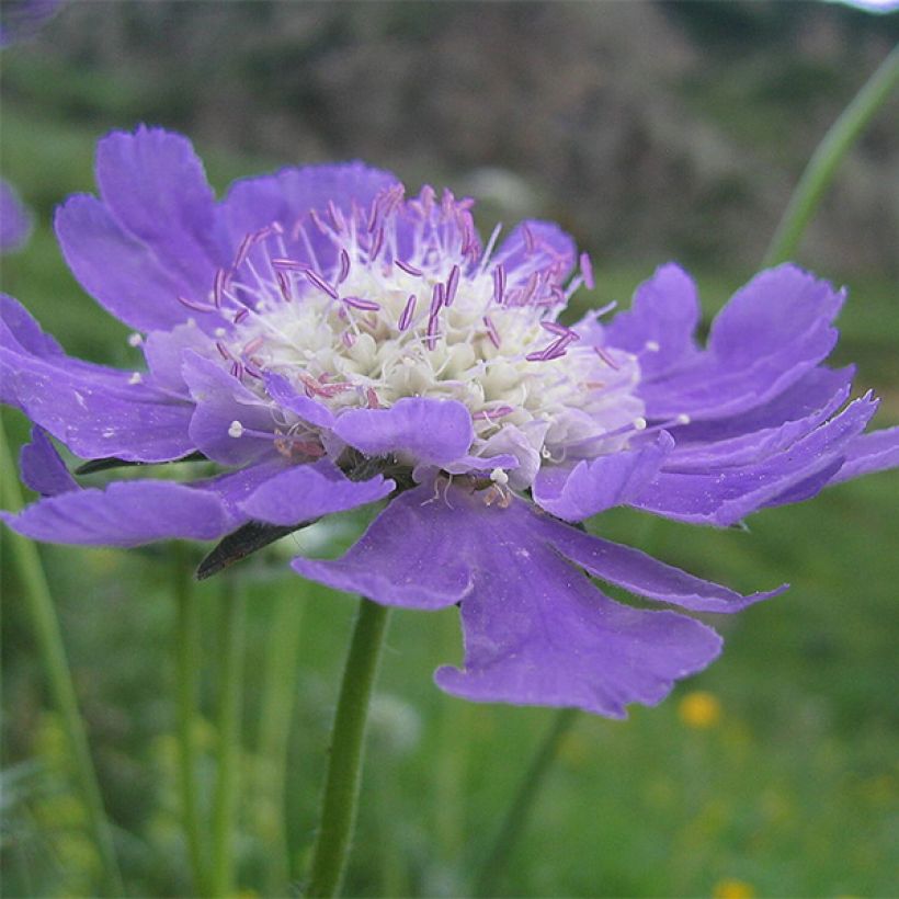 Scabieuse du Caucase - Scabiosa caucasica Kompliment (Floraison)