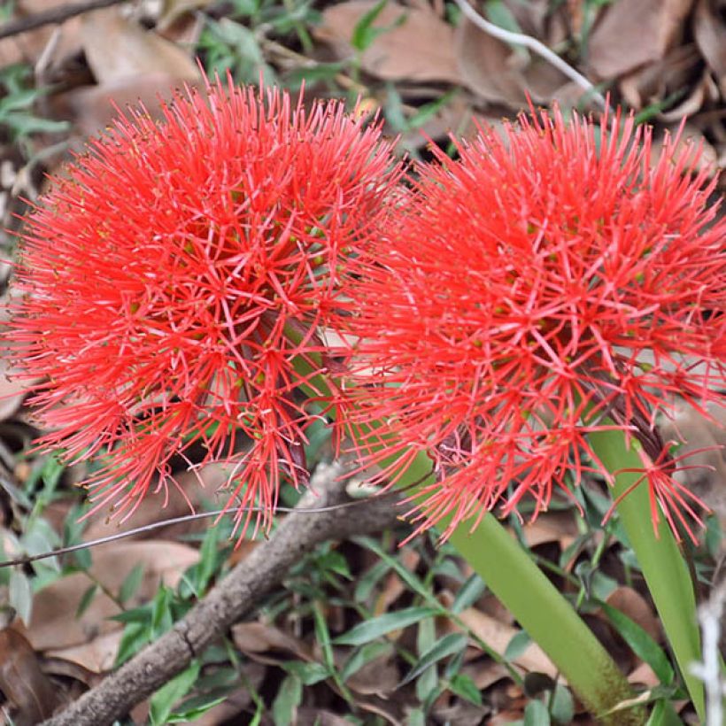 Scadoxus multiflorus subsp multiflorus (Floraison)