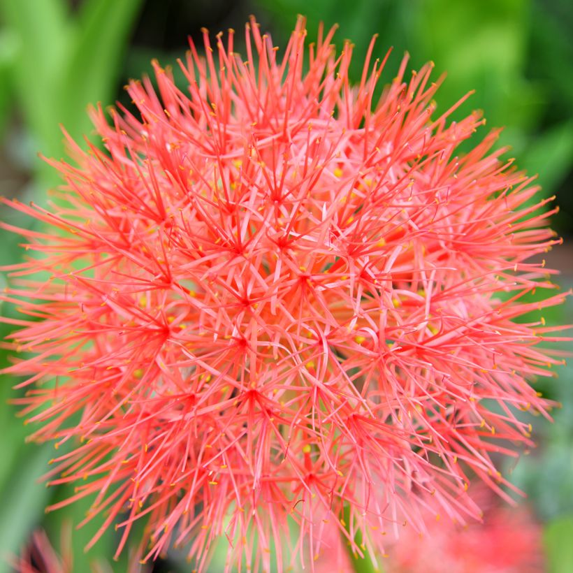 Scadoxus ou haemanthus multiflorus (Floraison)