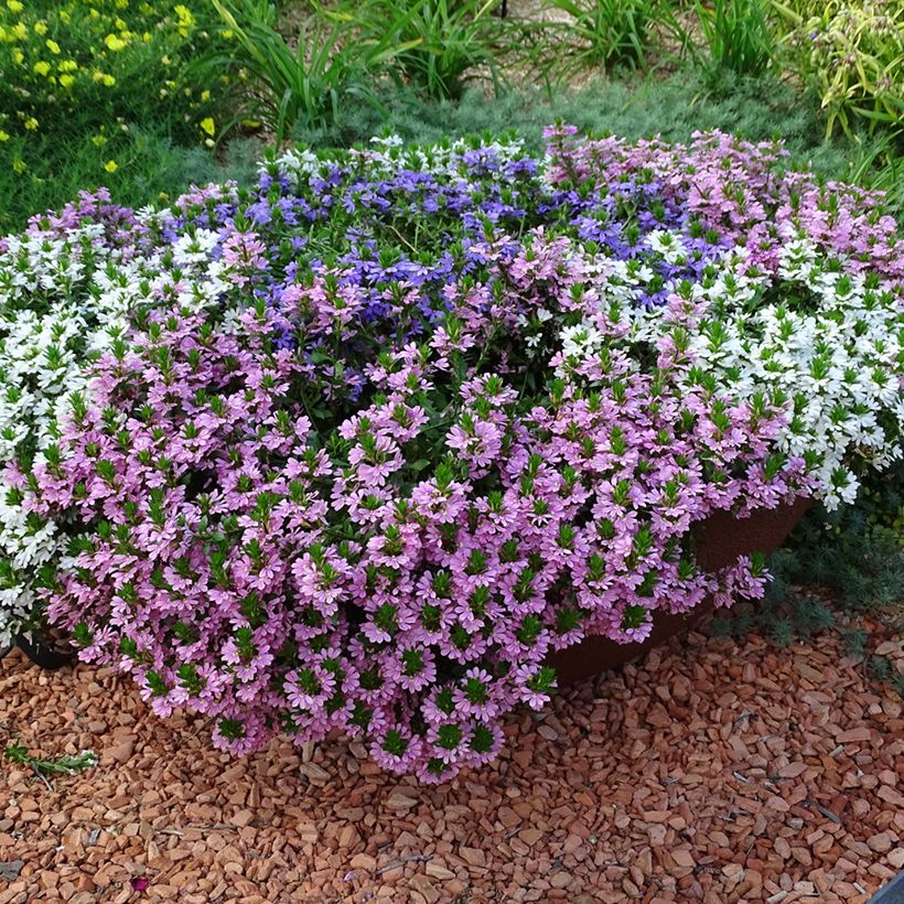 Scaevola Baby Pink Touch - Fleur éventail de fée (Port)